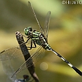 Orthetrum sabina (Slender Skimmer) male in Barron Water Park ハラボソトンボ<br />Canon EOS 7D + EF70-200 F4.0L + EF1.4x